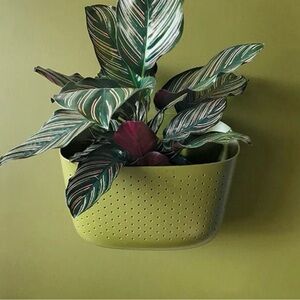 WallyGrow Eco Olive Wall Planter